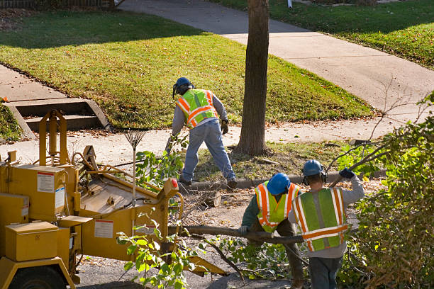 Best Lot and Land Clearing  in Tower Lakes, IL